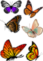 Butterfly Tattoos for Women