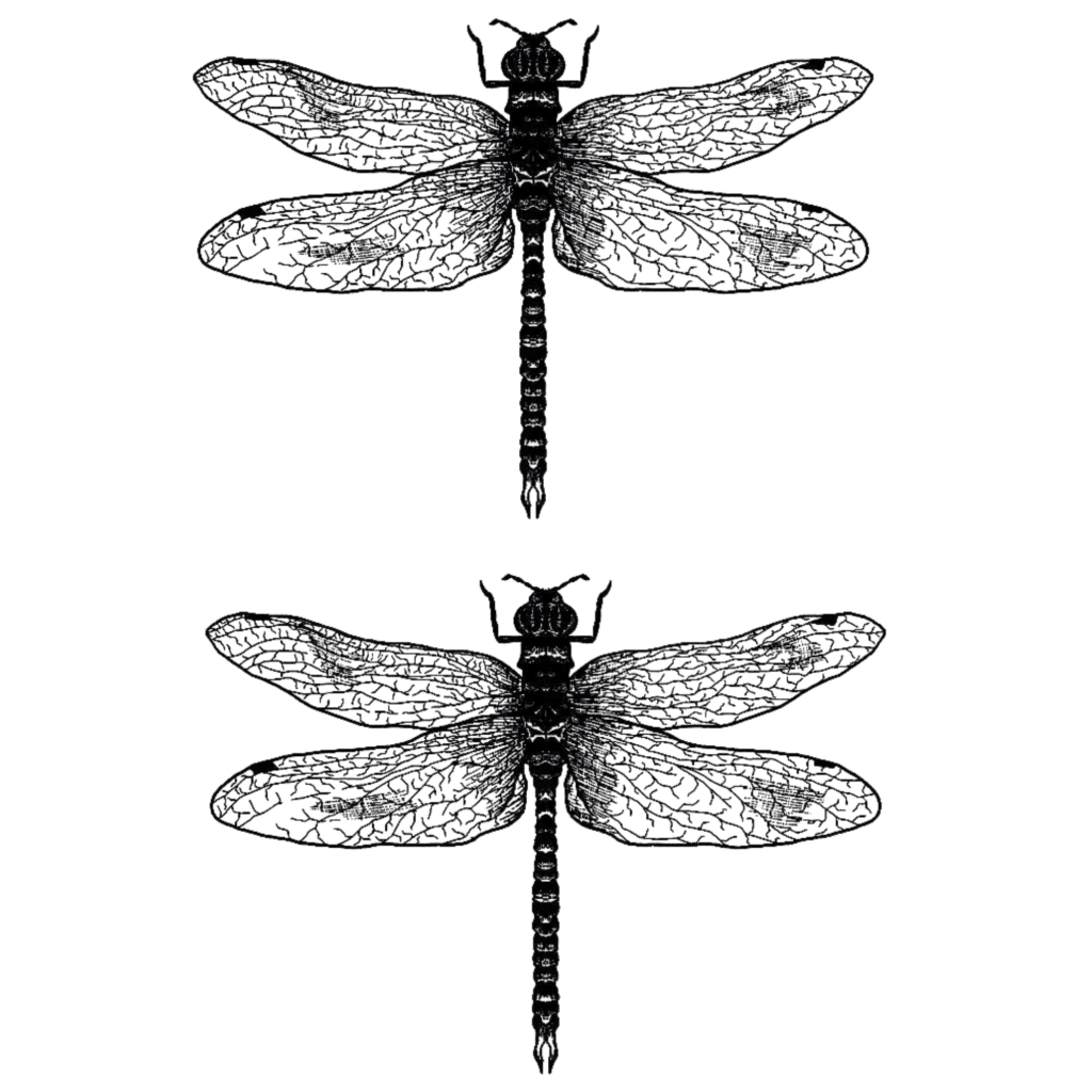 Dragonfly Tattoo on Thighs - TeMaRo™