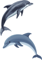 TeMaRo™ Dolphin Tattoos for Guys