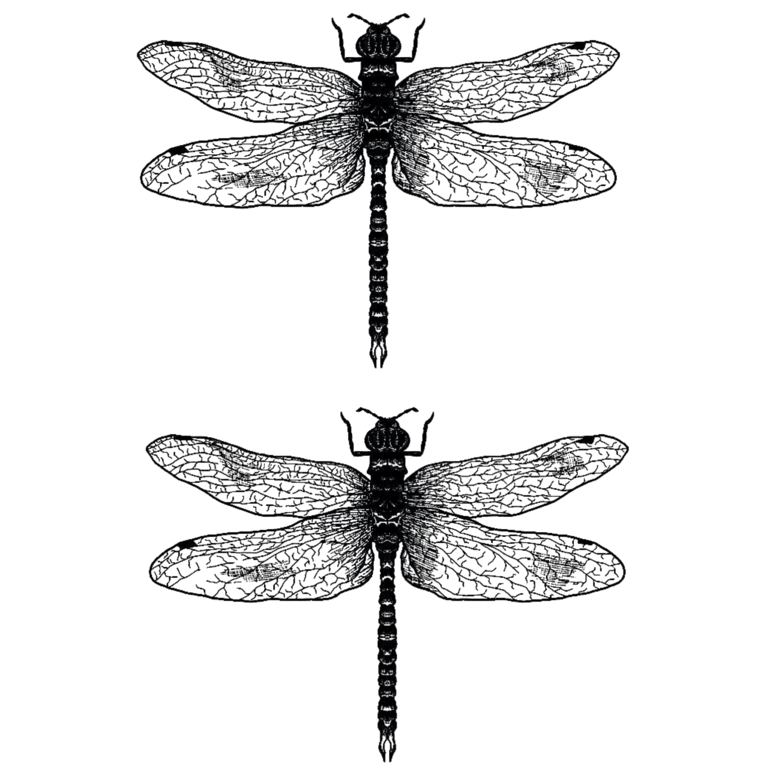 TeMaRo™ Dragonfly Tattoo on Thighs