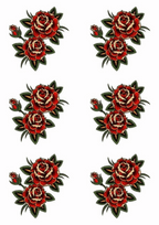 TeMaRo™ roses